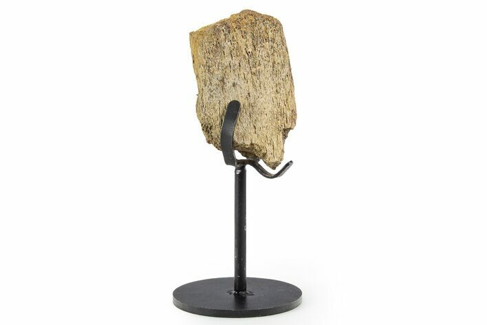 Fossil Hadrosaur Limb Bone Section w/ Metal Stand - South Dakota #339915